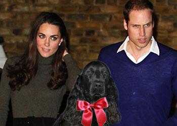 //kate middleton prince william dog cocker spaniel splash