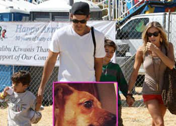 //leann rimes new pet dog