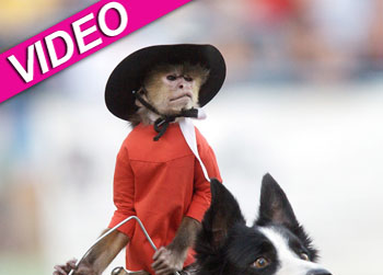 //whiplash cowboy monkey pcn