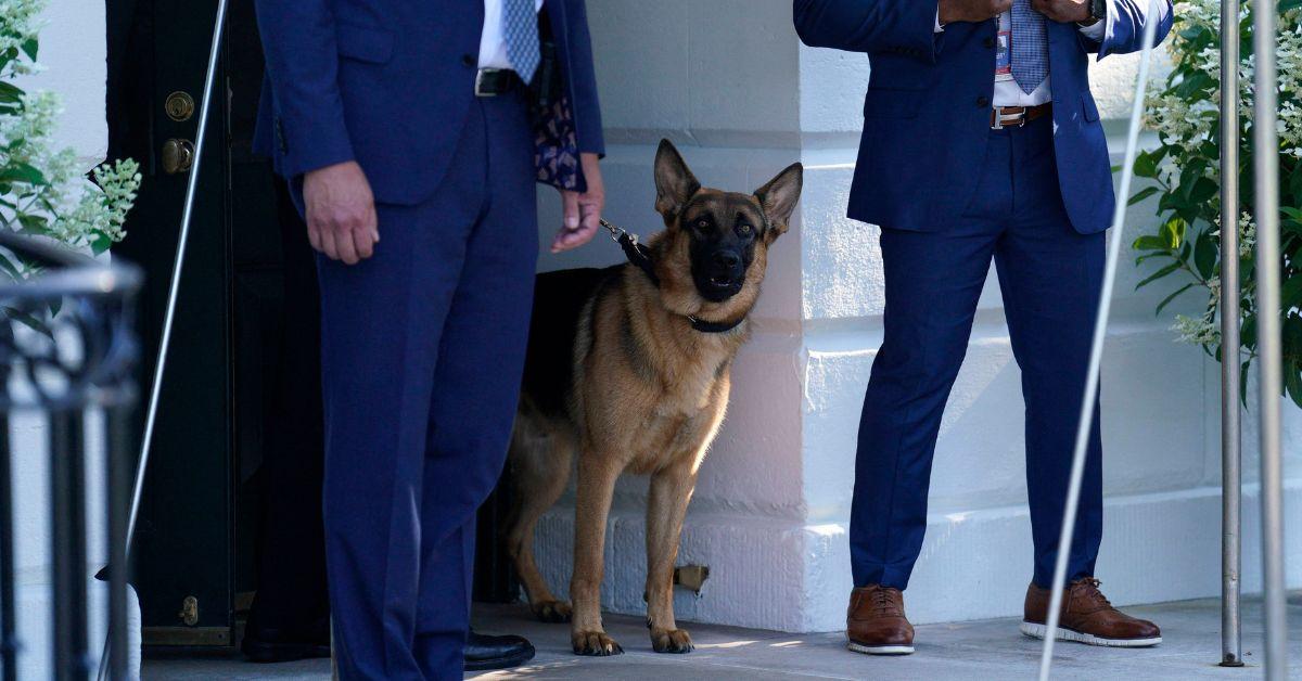 Biden's Dog Commander Sent Secret Service Agent to Hospital, Bit Six Others