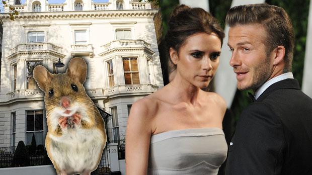 david beckham victoria london mansion renovations neighbors mice