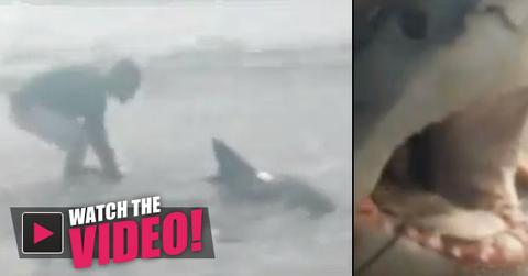 white shark fisherman catch