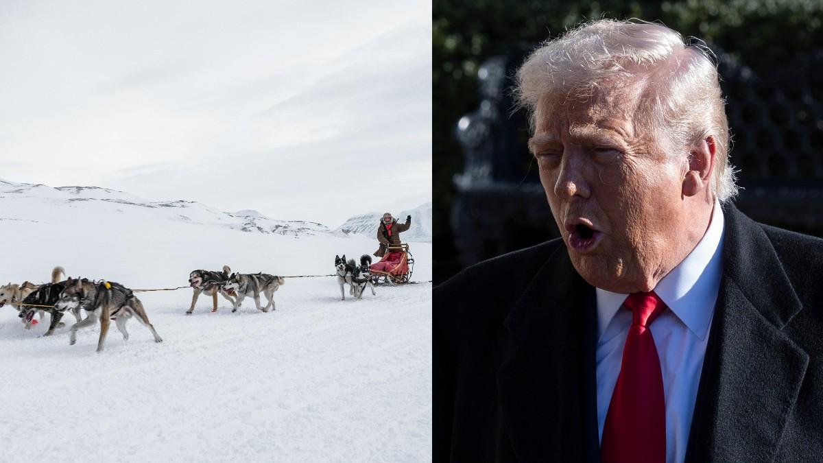 Split photo of  Sirius Dog Sled Patrol and Donald Trump