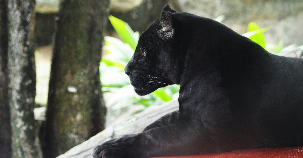 Photo of a panther