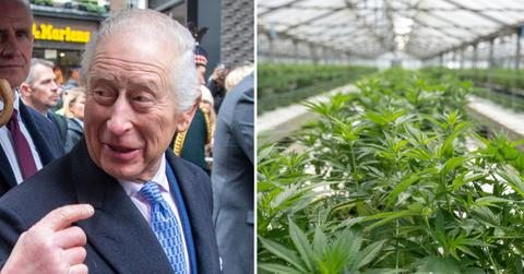 king charles cannabis kill pain cancer pp