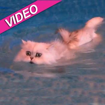 //nymbus swimming cat anderson cooper