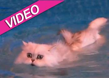 //nymbus swimming cat anderson cooper