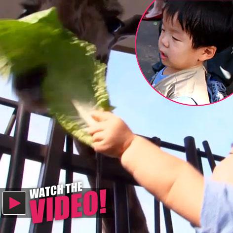 //the little couple will feeding giraffe