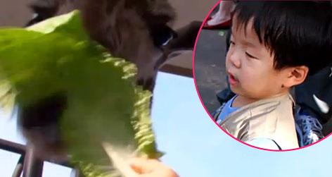 //the little couple will feeding giraffe