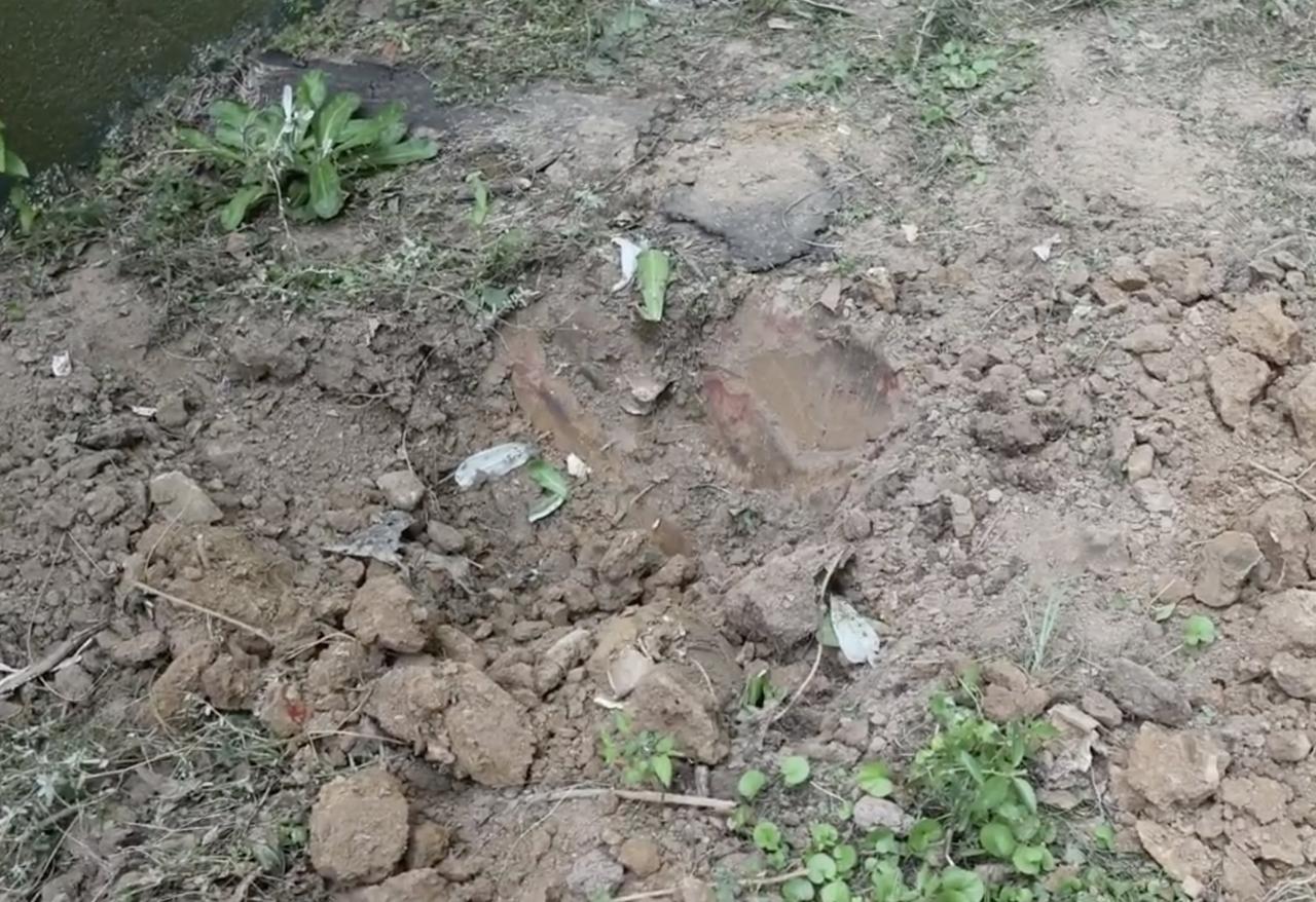 Eliza Fletcher Photos See The ‘Shallow Grave’ Where Her Body Was Found