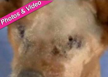 //andre dog eyes gone