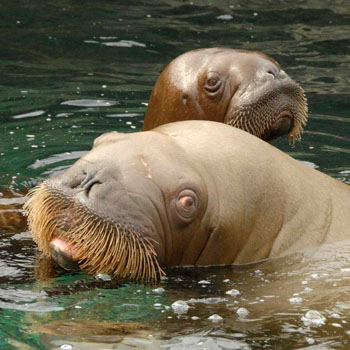 //new york aquarium water