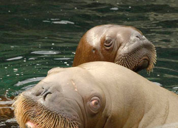 //new york aquarium water