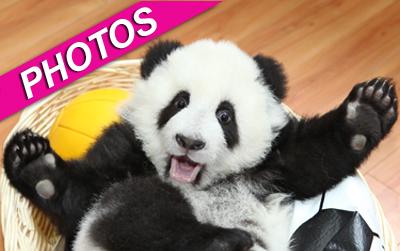 //baby panda play getty