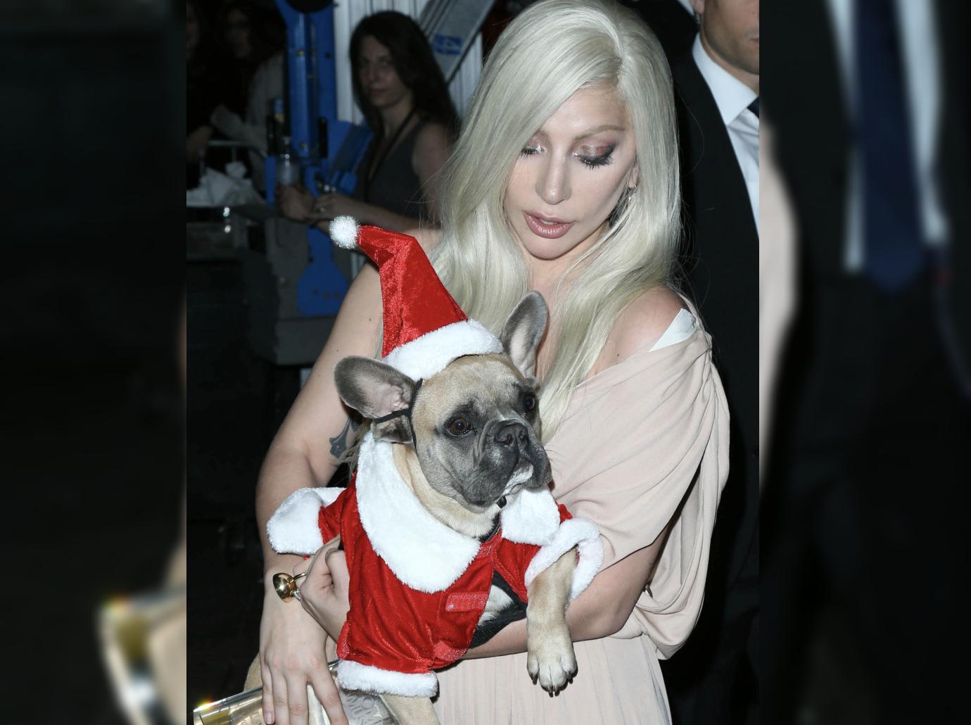 gaga french bulldog pic