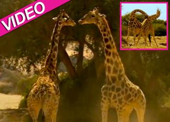 //giraffes fighting