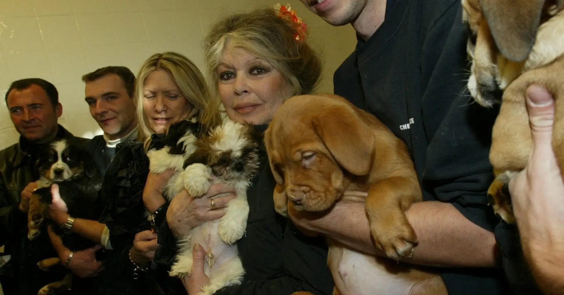 Photo of Brigitte Bardot