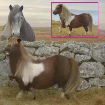 Shetland Pony