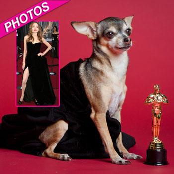 Oscar Fashion Has Gone To The Dogs! Chihuahua Channels Angelina's  Paw-Flashing Look
