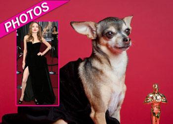 //chihuahua oscars fashion