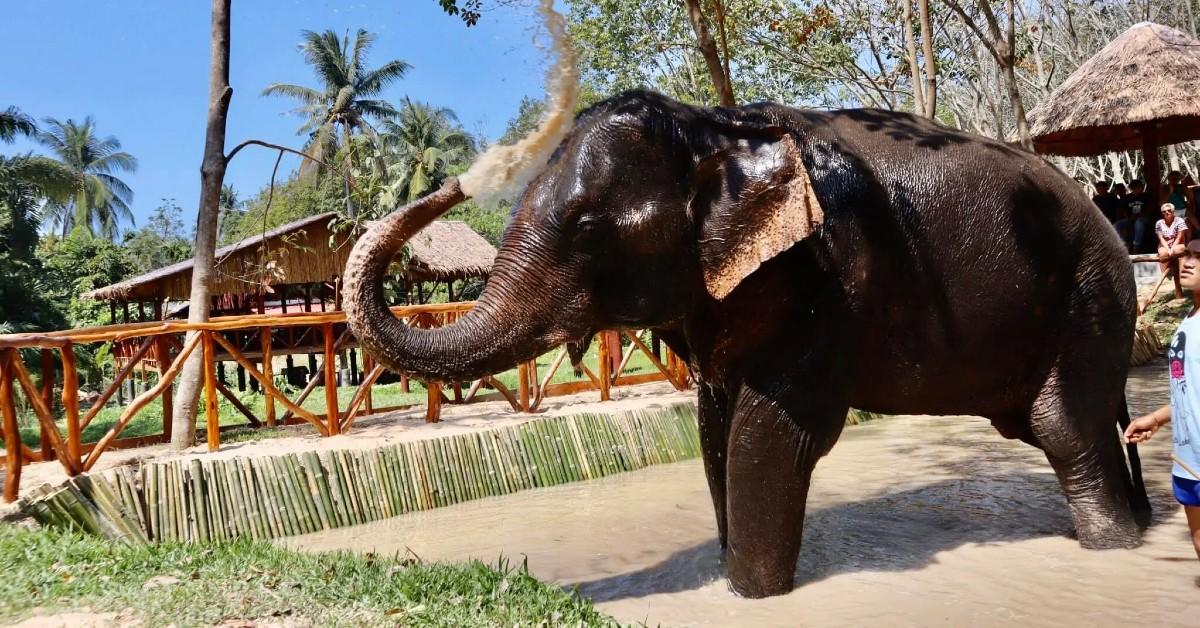 spanish tourist killed by elephant thailand boyfriend watched sanctuary closes doors