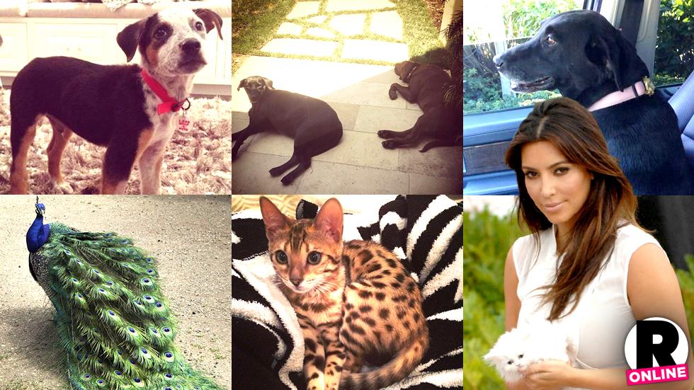 //kardashian family pets missing in touch pp sl