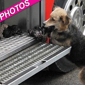 Dog Saves Puppies From House Fire -- The Pics You Have To See!