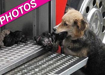 //dog amanda german scb