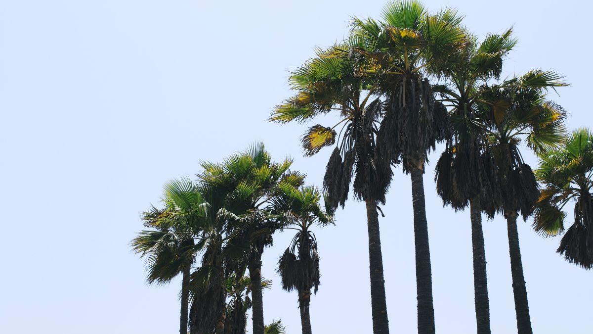 Photo of palm trees