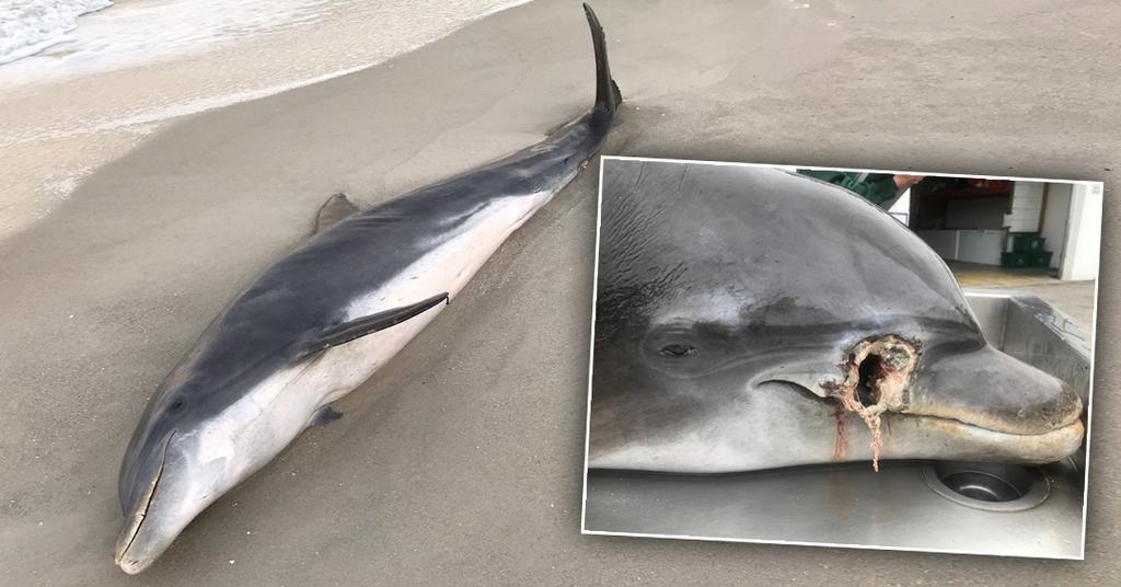 Florida Dolphins In Florida Found Stabbed & Shot To Death