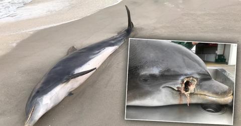 Florida Dolphins In Florida Found Stabbed & Shot To Death