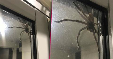 //giant spider aragog traps family pp