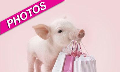 //pigs photo shoot zuma