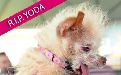 //yoda dog dies ap post