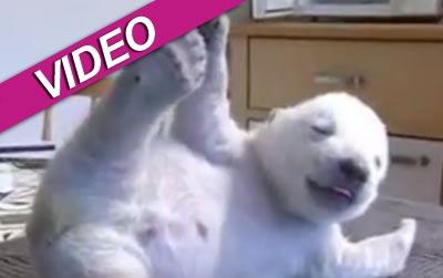 //polar bear cub video
