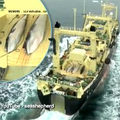 //anti whaling group sea shepherd filmed japanese whale poaching fleet