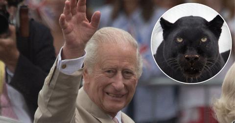 Composite photo of King Charles and a panther