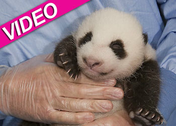 //baby panda san diego zoo