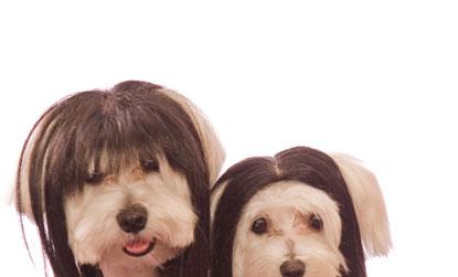//dog wigs