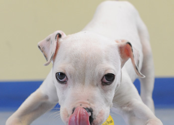 //wonky rossparry co uk