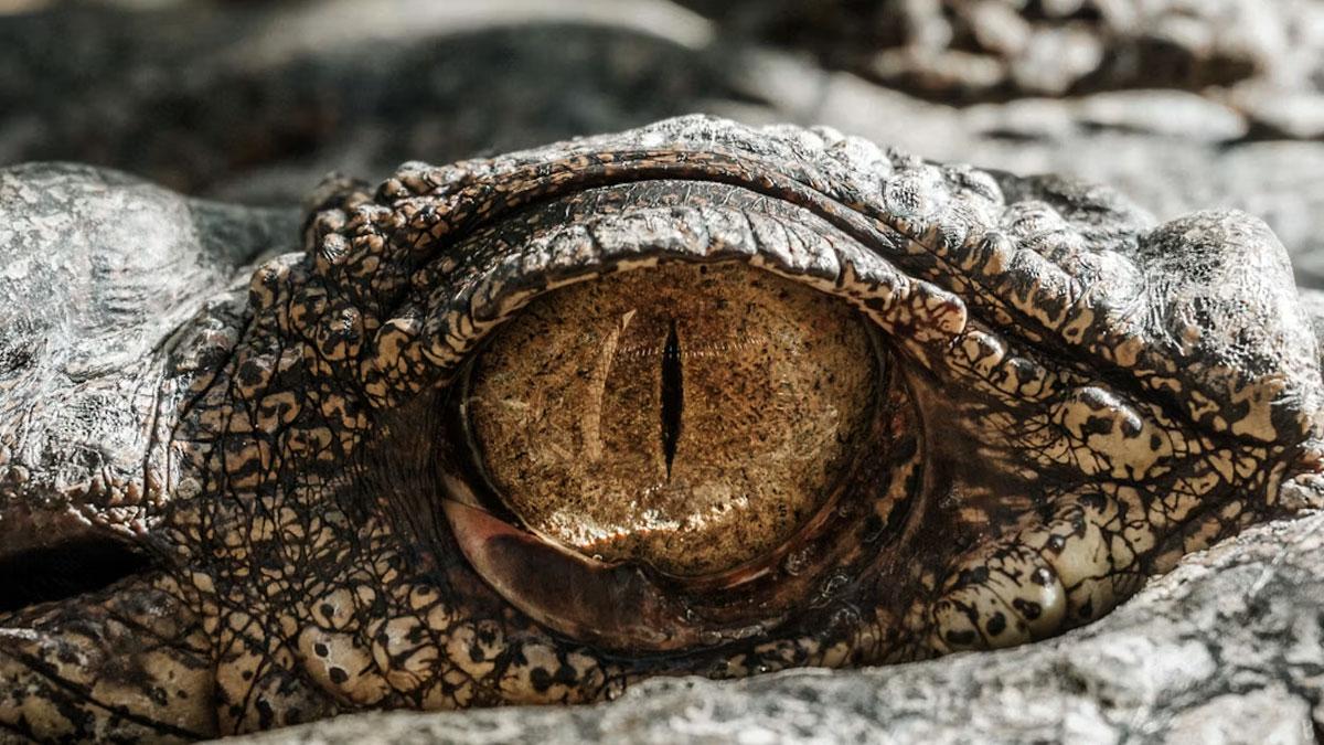Alligator attacks are rare, but officials recommend being vigilante. 