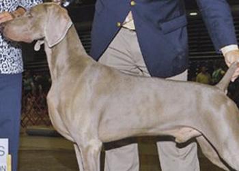 //maverick westminster weimaraner dan stallings