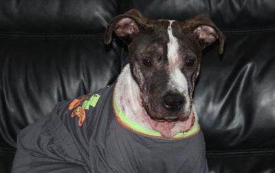 //mr bojangles pajama dog