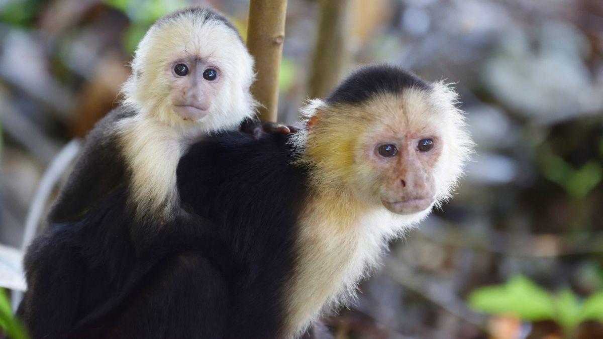 white-faced capuchins