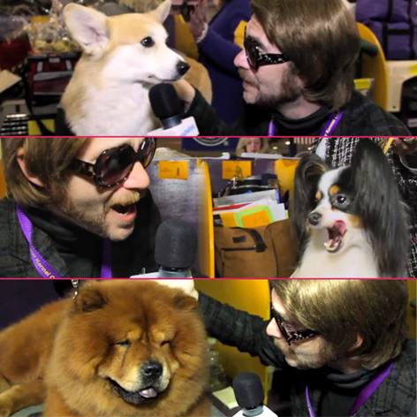 //randall dog show pawnnation com