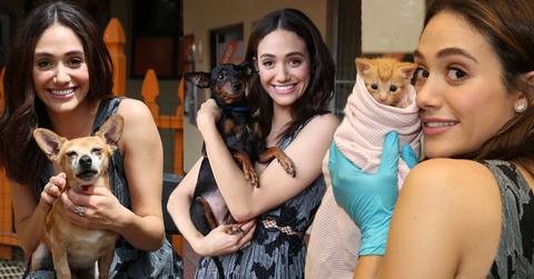 emmy rossum pets windows best friends animal society