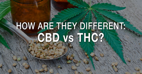 How Are They Different? CBD vs THC