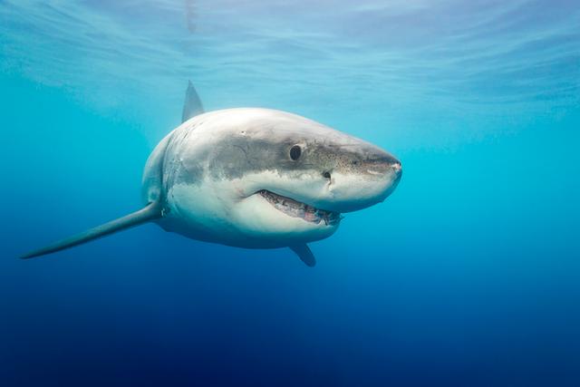 EXPOSED! Top 10 Most Gruesome Shark Attacks — Savaged Organs, Missing ...