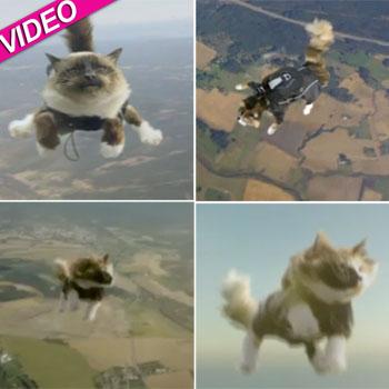 //skydiving cats