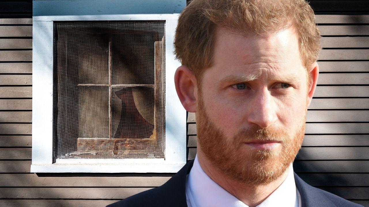 Photo of Prince Harry and boarded up window